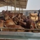 The Gau Company Farm Gir Cows 18